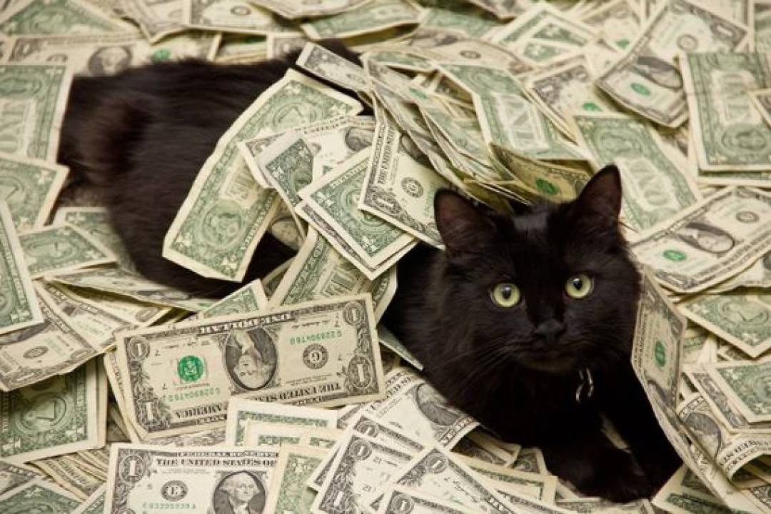 635946578428500642-473728939_Black-Cat-Rolling-In-Money